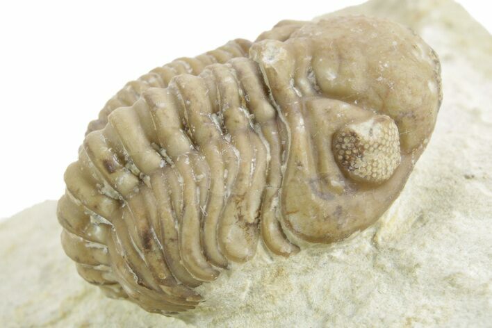 Enrolled Kainops Trilobite - Black Cat Mountain, Oklahoma #376947